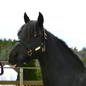 Meet your Posher, Paula